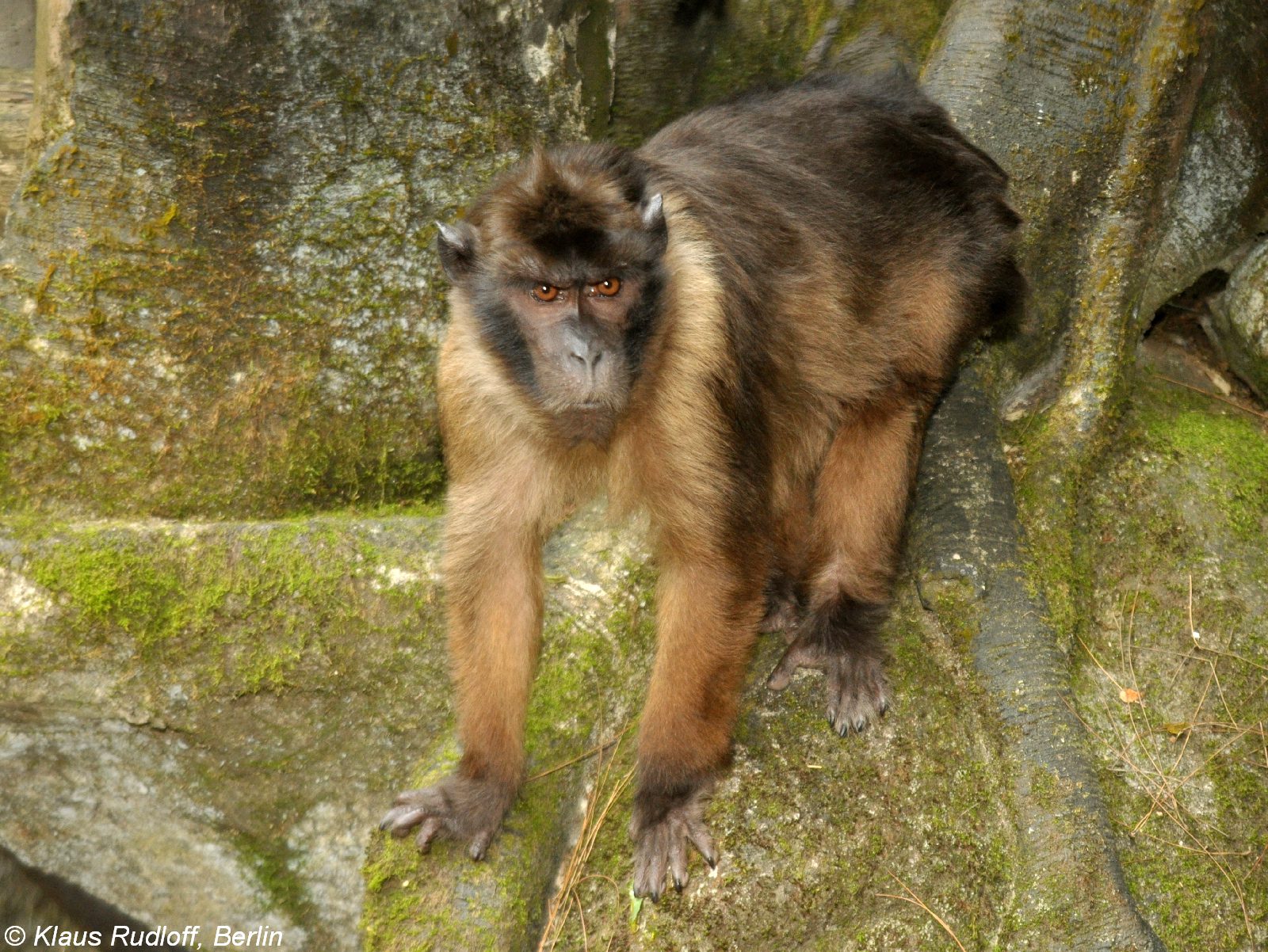 Foto : Klaus Rudloff | biolob.cz - https://www.biolib.cz/en/image/id275009/