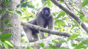 By ꦥꦤ꧀ꦗꦶꦒꦸꦱ꧀ꦠꦶꦄꦏ꧀ꦧꦂ - https://www.inaturalist.org/photos/81155645, CC BY 4.0, https://commons.wikimedia.org/w/index.php?curid=169498696