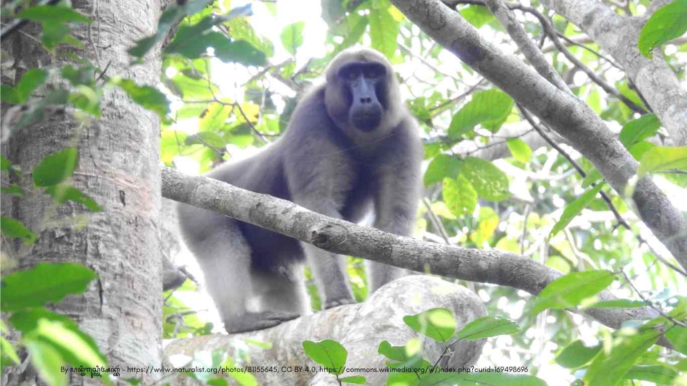 By ꦥꦤ꧀ꦗꦶꦒꦸꦱ꧀ꦠꦶꦄꦏ꧀ꦧꦂ - https://www.inaturalist.org/photos/81155645, CC BY 4.0, https://commons.wikimedia.org/w/index.php?curid=169498696